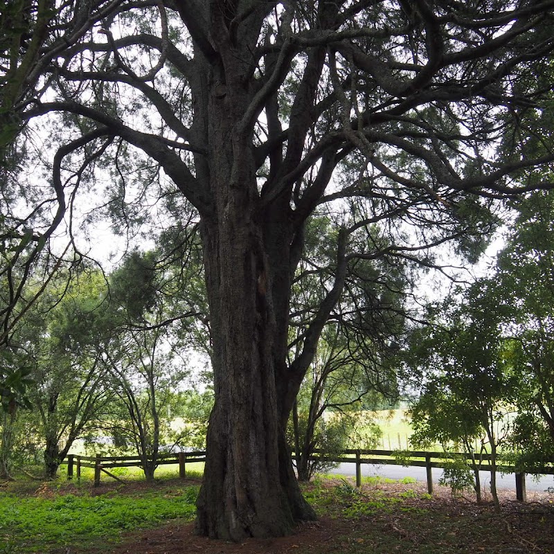 Huiputea Historic Tree