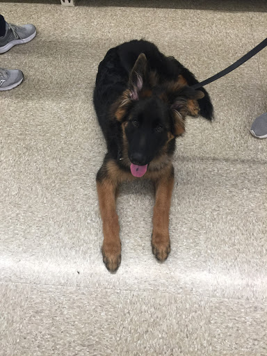 Pet Supply Store «PetSmart», reviews and photos, 128 Bailey Farm Rd, Monroe, NY 10950, USA