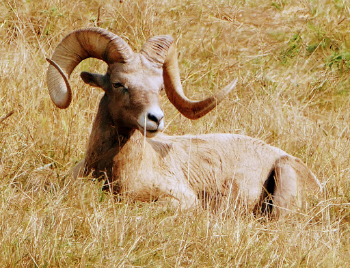 Zoo «Northwest Trek Wildlife Park», reviews and photos, 11610 Trek Dr E, Eatonville, WA 98328, USA