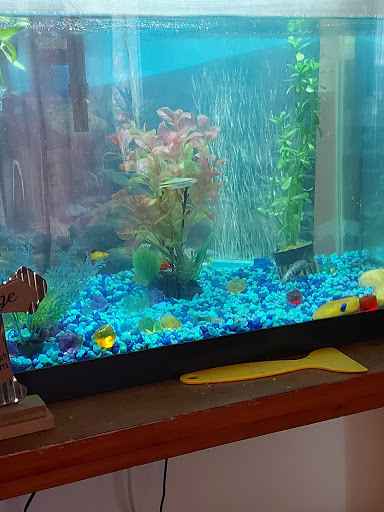 Pet Store «Everything Pets», reviews and photos, 1506 Altamont Ave, Schenectady, NY 12303, USA