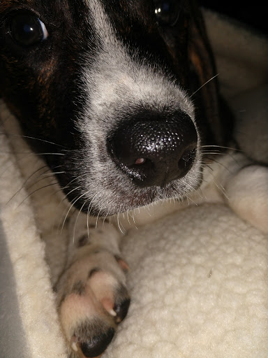 Pet Supply Store «PetSmart», reviews and photos, 620 N West End Blvd, Quakertown, PA 18951, USA