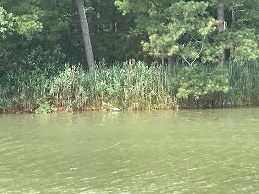 Canoe & Kayak Rental Service «Shore Pedal & Paddle», reviews and photos, 500 S Talbot St, St Michaels, MD 21663, USA