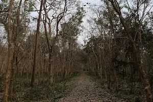 Bahadurpur Forest image