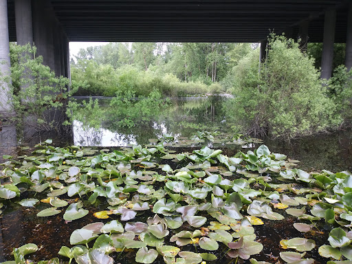 Nature Preserve «Tacoma Nature Center», reviews and photos, 1919 S Tyler St, Tacoma, WA 98405, USA