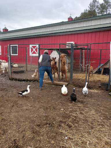 Build an Ark Animal Rescue