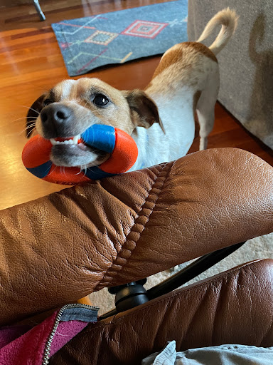 Bush Animal Hospital image