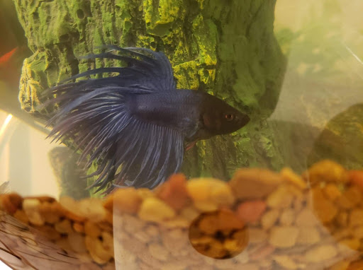 Pet Supply Store «PetSmart», reviews and photos, 170 Marketplace Blvd, Hamilton Township, NJ 08691, USA