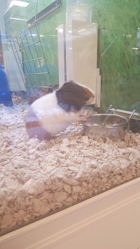 Pet Supply Store «PetSmart», reviews and photos, 1559 Merritt Blvd, Dundalk, MD 21222, USA