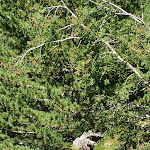 Photo n°4 de l'avis de Alessandro.a fait le 12/08/2020 à 14:47 sur le  Malga Mare à Peio