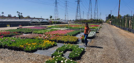 Devil Mountain Wholesale Nursery - Orange