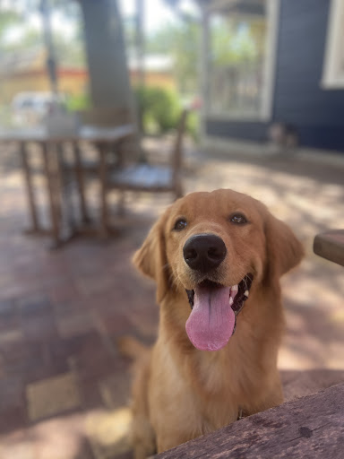 Pet Groomer «Poochies Pet Boutique & Salon», reviews and photos, 306 Monroe St, Dunedin, FL 34698, USA