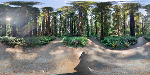 Stout Grove Trailhead