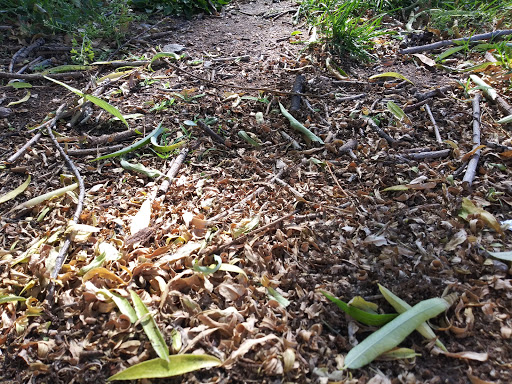 Park «Centennial Park», reviews and photos, 3333 Harrison St, Kingman, AZ 86409, USA