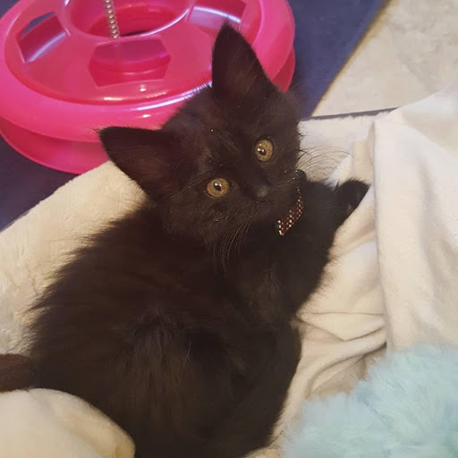 Pet Supply Store «Petco Animal Supplies», reviews and photos, 205 Ken Pratt Blvd #280, Longmont, CO 80501, USA