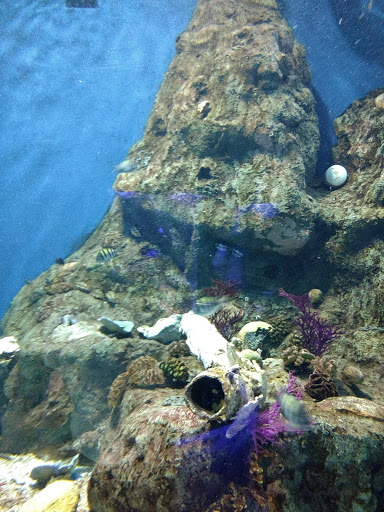 Diving sites in Guadalajara