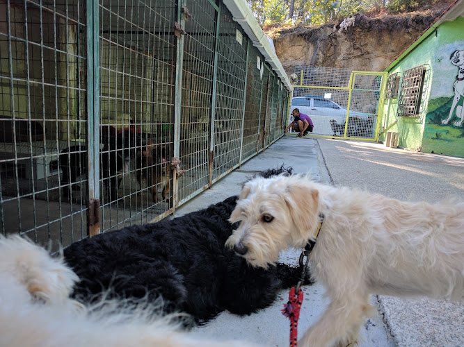 Refugio de Animales de Cambados