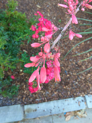 Park «Midway Park», reviews and photos, 615 N Main St, Euless, TX 76039, USA