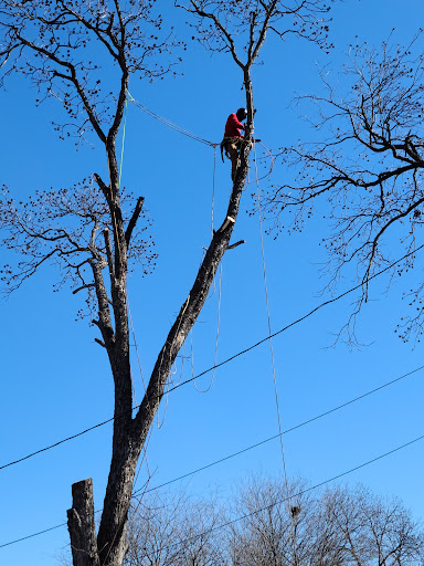 What Time Of Year Do Pine Trees Drip Sap And Can I Stop It 2