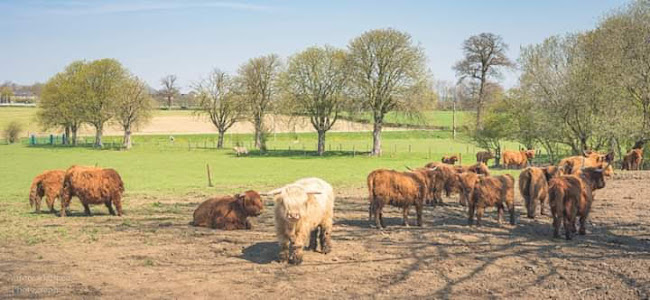 Opinii despre Schyns / Didier în Verviers - Slagerij
