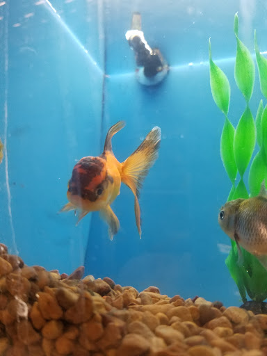 Pet Supply Store «PetSmart», reviews and photos, 2216 E Springs Dr, Madison, WI 53704, USA