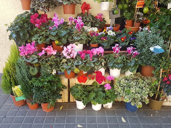 Floristería Laura