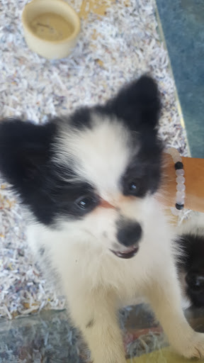 Pet Store «V.I. Pets», reviews and photos, 11975 E Lakewood Blvd, Holland, MI 49424, USA