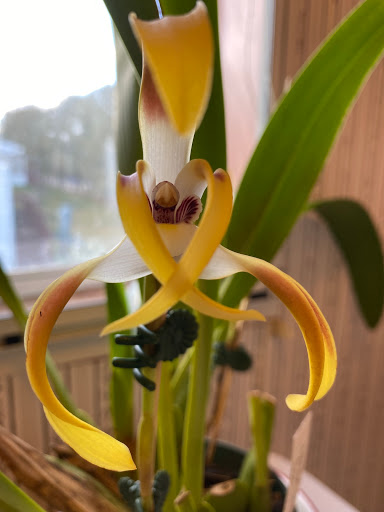 Florist «Little Brook Orchids», reviews and photos, 25 Rider Ave, Lancaster, PA 17603, USA