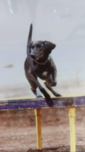 Pet Groomer «B-I-S Pet Grooming», reviews and photos, 5670 Main St, Springfield, OR 97478, USA