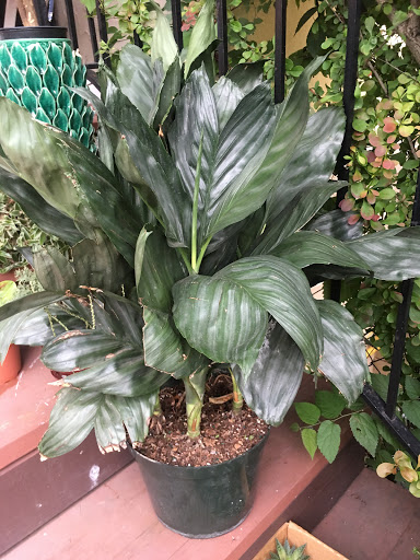 Wholesale Florist «Urban Jungle», reviews and photos, 2603 Sherman Ave NW, Washington, DC 20001, USA