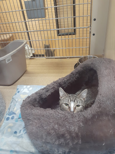 Pet Supply Store «PetSmart», reviews and photos, 1183 Berkshire Blvd, Wyomissing, PA 19610, USA