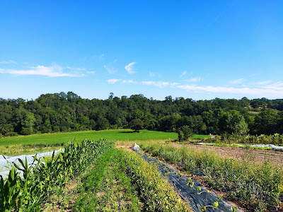 Le potager des variétés oubliées à Sèvremoine