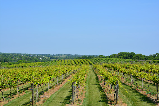 Winery «Lovers Leap Vineyards and Winery», reviews and photos, 1180 Lanes Mill Rd, Lawrenceburg, KY 40342, USA