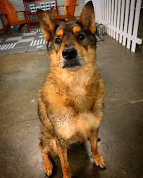 Taylor Mountain Canine Retreat - Photo 4 - Car repair in Santa Rosa, CA, Santa Rosa