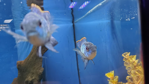 Tropical Fish Store «Aquatic Obsessions», reviews and photos, 1150 St George Ave, Avenel, NJ 07001, USA