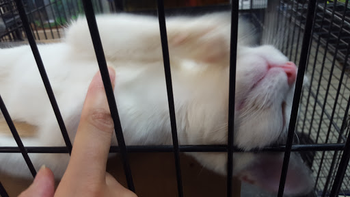 Pet Store «Pet City», reviews and photos, 14718 Whittier Blvd, Whittier, CA 90605, USA