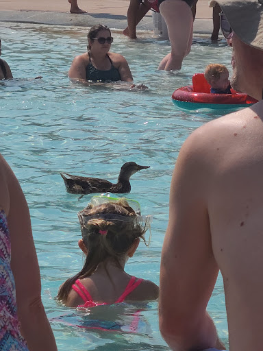 Public Swimming Pool «Bay Aquatic Ctr», reviews and photos, 250 Spader Way, Broomfield, CO 80020, USA