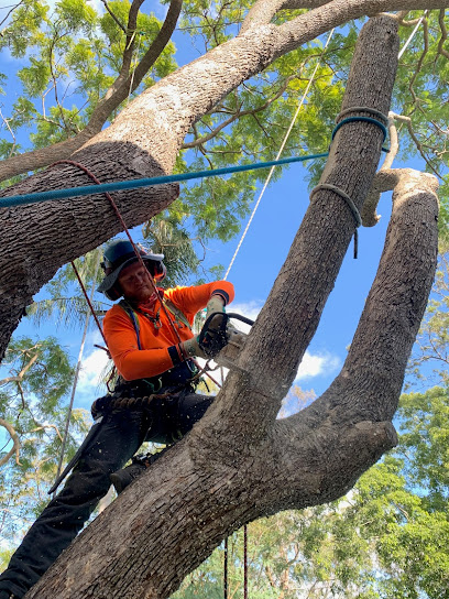 Tree Care Specialists Brisbane