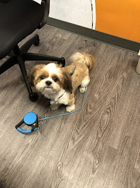 Dogtopia Jacksonville Southbank - Photo 5 - Car repair in Jacksonville, FL, Jacksonville