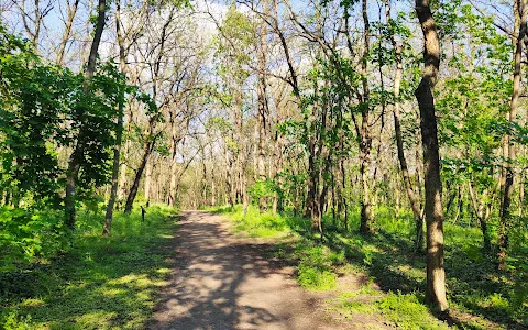 Sashalmi erdő image
