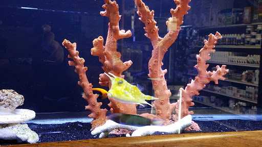 Tropical Fish Store «Beyond the Reef», reviews and photos, 205 W Golf Rd, Schaumburg, IL 60195, USA