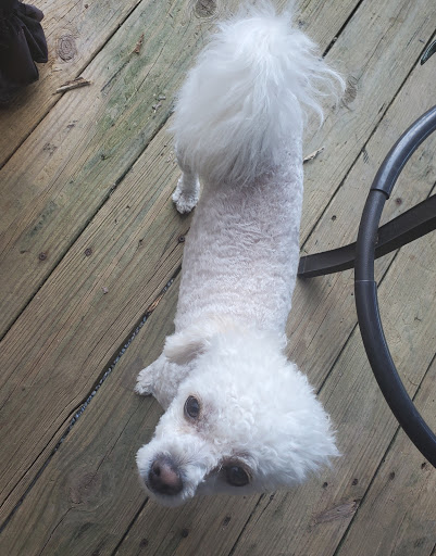 Pet Supply Store «PetSmart», reviews and photos, 9921 Pulaski Hwy, Baltimore, MD 21220, USA