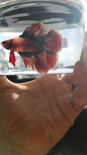 Pet Supply Store «Petco Animal Supplies», reviews and photos, 2358 S Range Ave, Denham Springs, LA 70726, USA