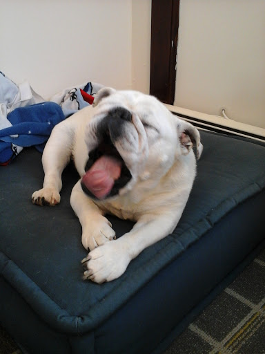 Tattoo Shop «Bulldog Tattoo», reviews and photos, 9 Kiel Ave, Butler, NJ 07405, USA