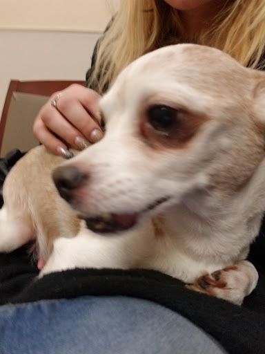 Pet Supply Store «PetSmart», reviews and photos, 250 Grossman Dr, Braintree, MA 02184, USA