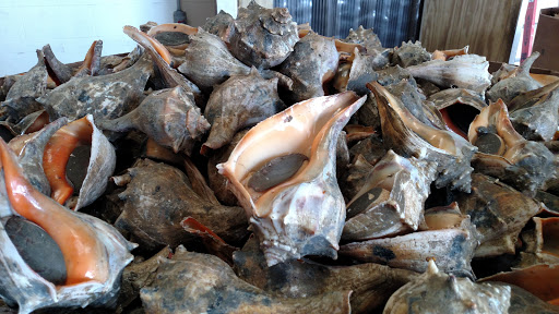 Nature Preserve «DuPont Nature Center», reviews and photos, 2992 Lighthouse Rd, Milford, DE 19963, USA