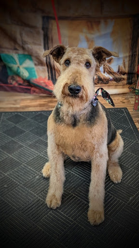 Pet Groomer «A Klassy Lassie, LLC», reviews and photos, 30 Old Jackson Rd, McDonough, GA 30252, USA