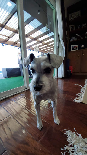 Pet Groomer «Pupazzo Dog Grooming Xprss & Pet Supplies», reviews and photos, 2080 E Pacific Coast Hwy, Long Beach, CA 90804, USA