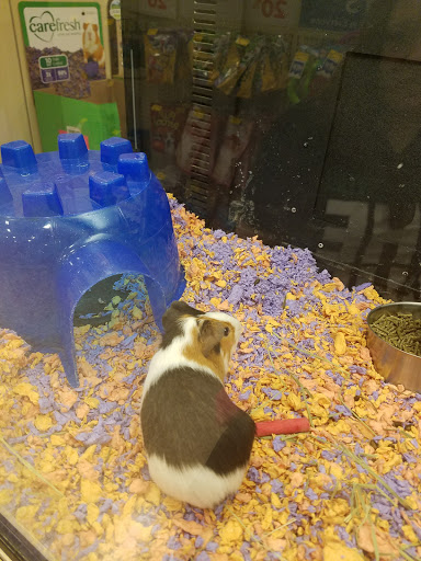 Pet Supply Store «PetSmart», reviews and photos, 1549 Bay Area Blvd, Webster, TX 77598, USA