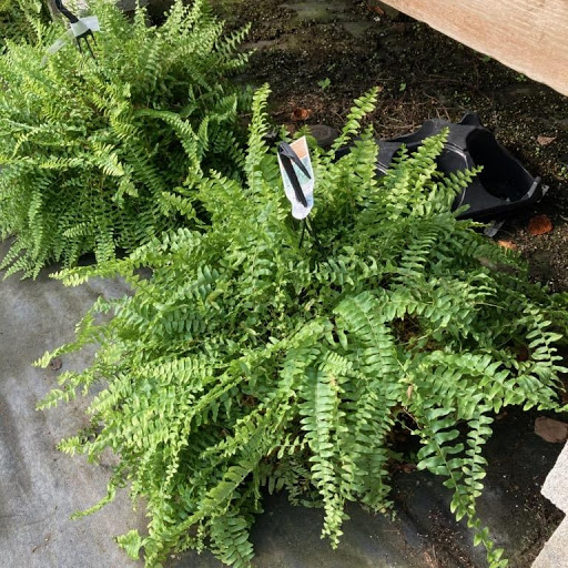 Wholesale Plant Nursery «Garden Fantasy», reviews and photos, 43250 Tyler Rd, Belleville, MI 48111, USA