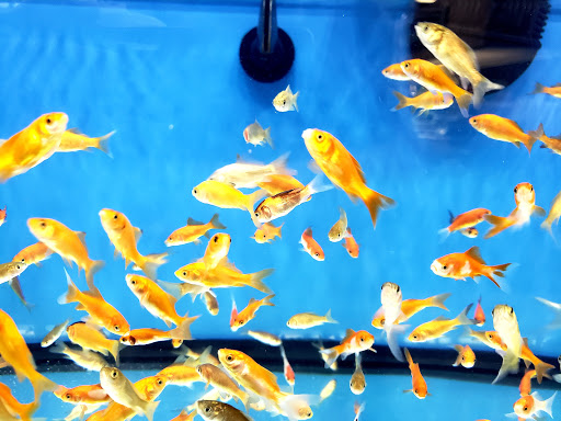 Pet Supply Store «Petco Animal Supplies», reviews and photos, 3551 W Hillsboro Blvd, Deerfield Beach, FL 33442, USA